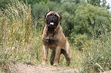 BULLMASTIFF 262